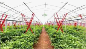 Steel Structure Greenhouse Steel Structure Greenhouse